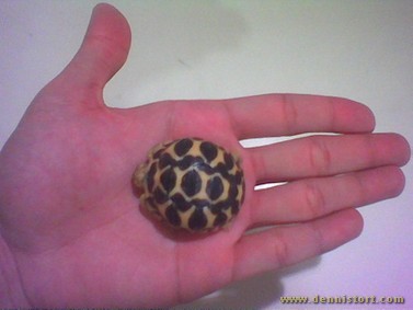 hatchling star tortoise